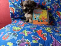 Cream, a male Shih Tzu for sale in Cochecton, NY – 2 of 4