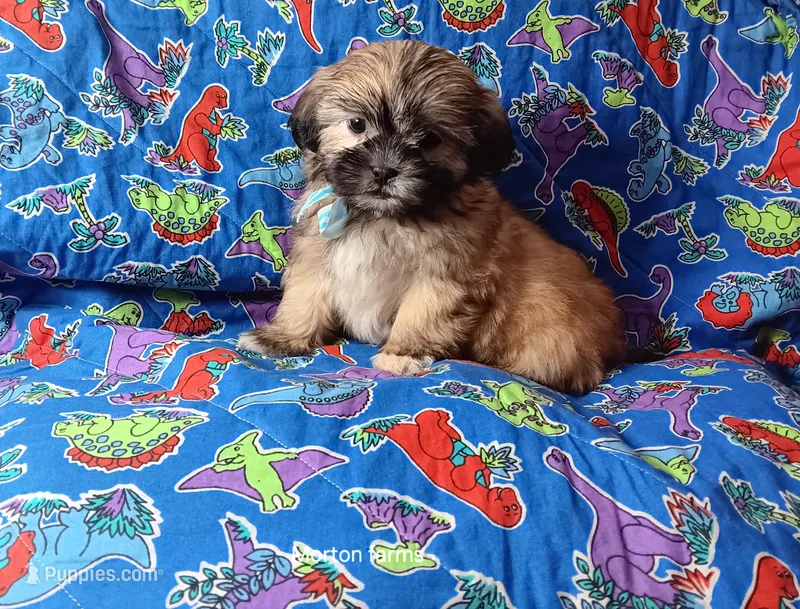 Strawberry  – Shih Tzu puppy for sale in Cochecton, NY