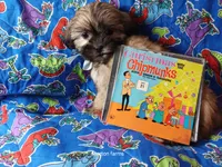 Strawberry , a male Shih Tzu for sale in Cochecton, NY – 4 of 4