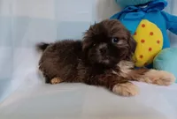 Donnie, a male Shih Tzu for sale in Cochecton, NY – 2 of 3