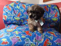 Cream, a male Shih Tzu for sale in Cochecton, NY – 4 of 4