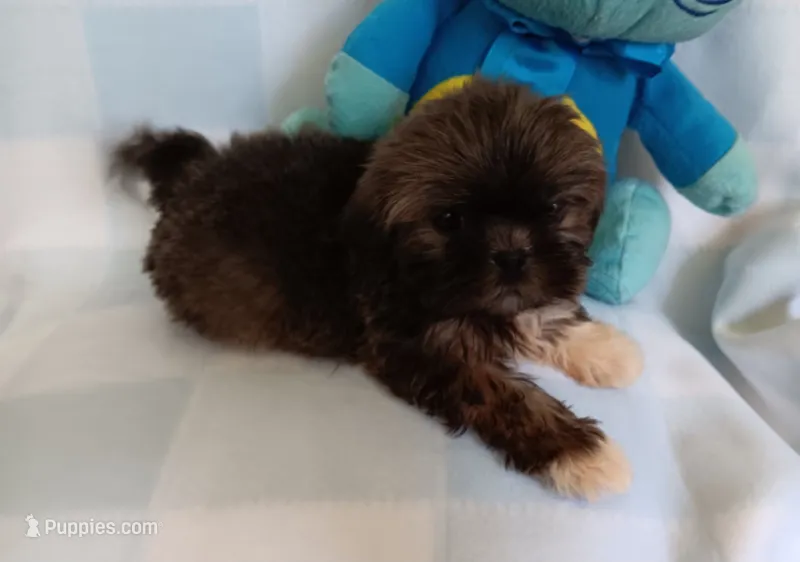 Donnie, a male Shih Tzu for sale in Cochecton, NY – 1 of 3