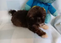 Donnie, a male Shih Tzu for sale in Cochecton, NY – 1 of 3