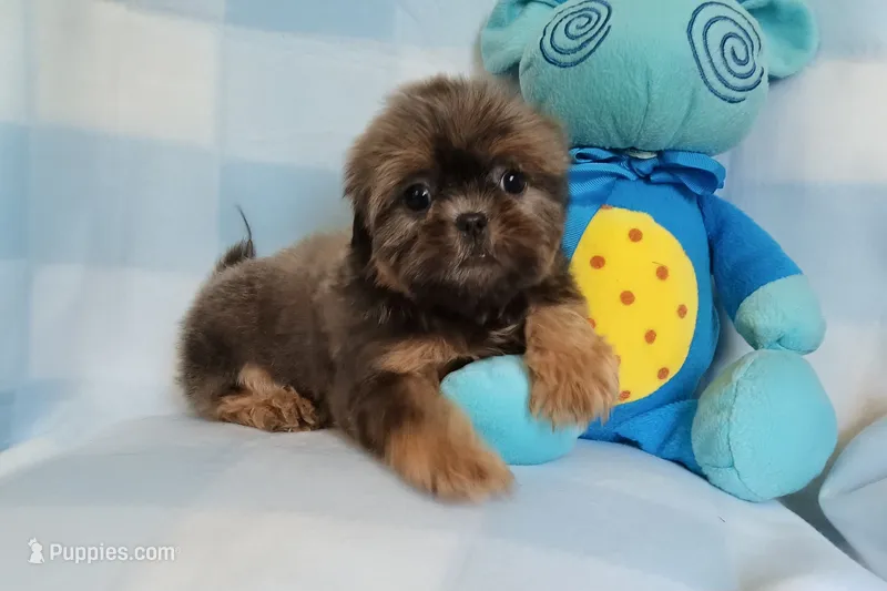 Ralph – Shih Tzu puppy for sale in Cochecton, NY
