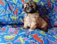 Strawberry , a male Shih Tzu for sale in Cochecton, NY – 2 of 4
