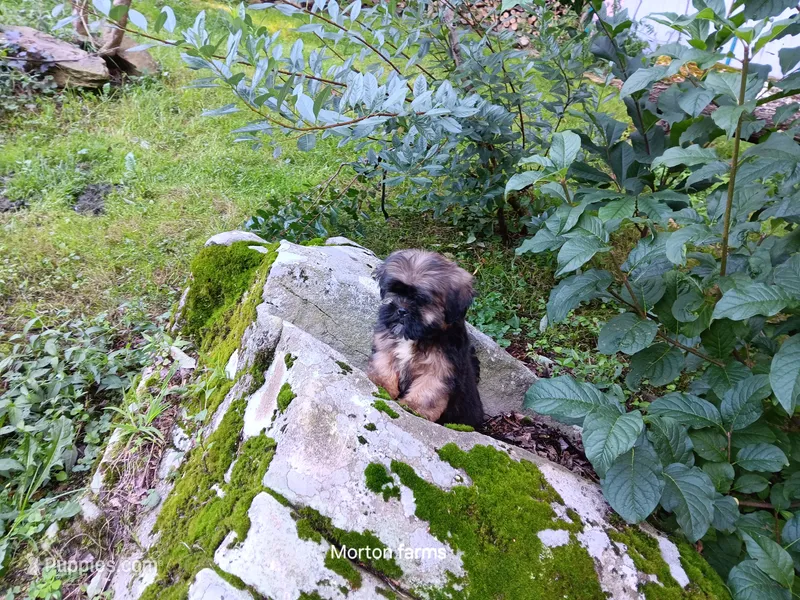 Leo – Shih Tzu puppy for sale in Cochecton, NY