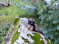 Leo, a male Shih Tzu for sale in Cochecton, NY – 1 of 8