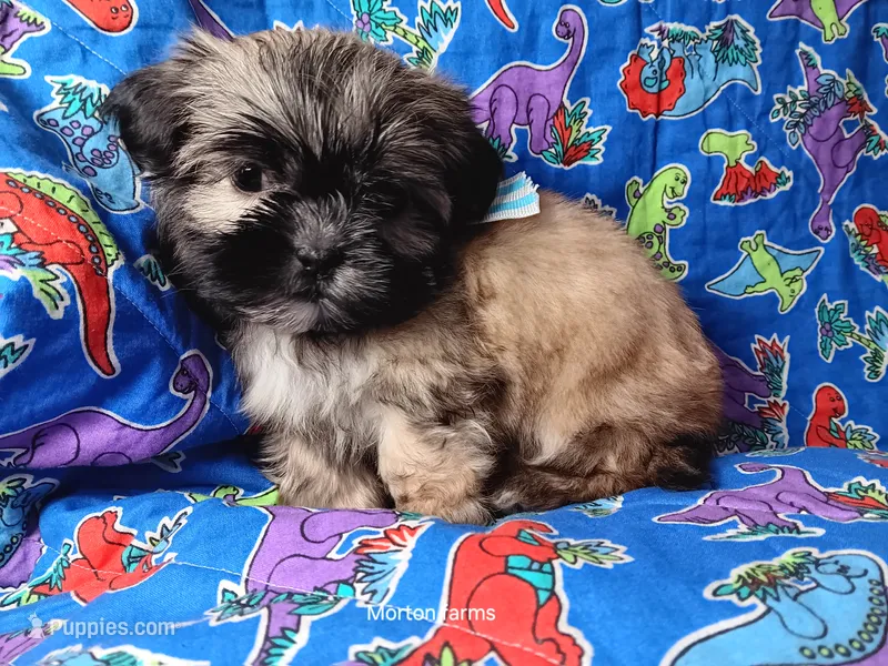 Cream – Shih Tzu puppy for sale in Cochecton, NY