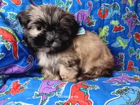 Cream, a male Shih Tzu for sale in Cochecton, NY – 1 of 4