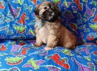 Strawberry , a male Shih Tzu for sale in Cochecton, NY – 3 of 4