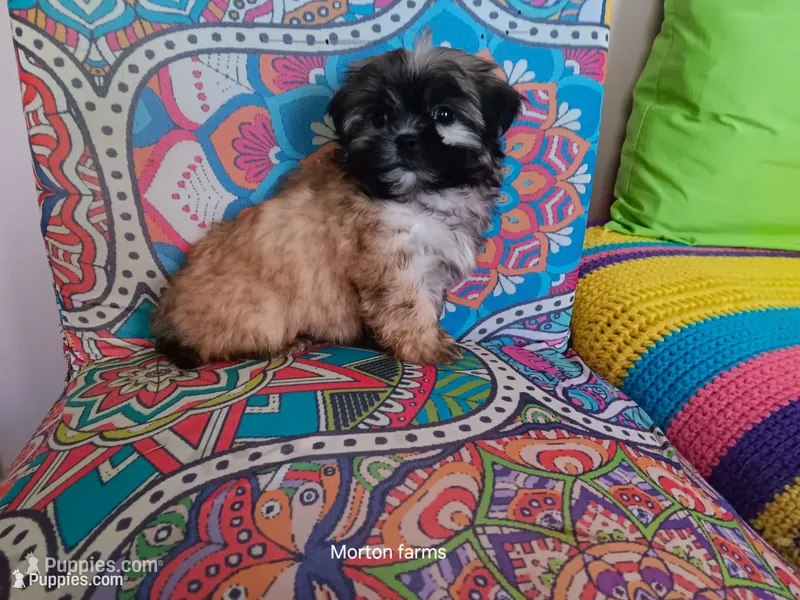 Cream – Shih Tzu puppy for sale in Cochecton, NY