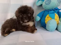 Mikey , a male Shih Tzu for sale in Cochecton, NY – 3 of 3