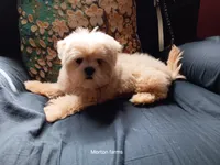 Sassy, a female Shih Tzu for sale in Cochecton, NY – 7 of 7