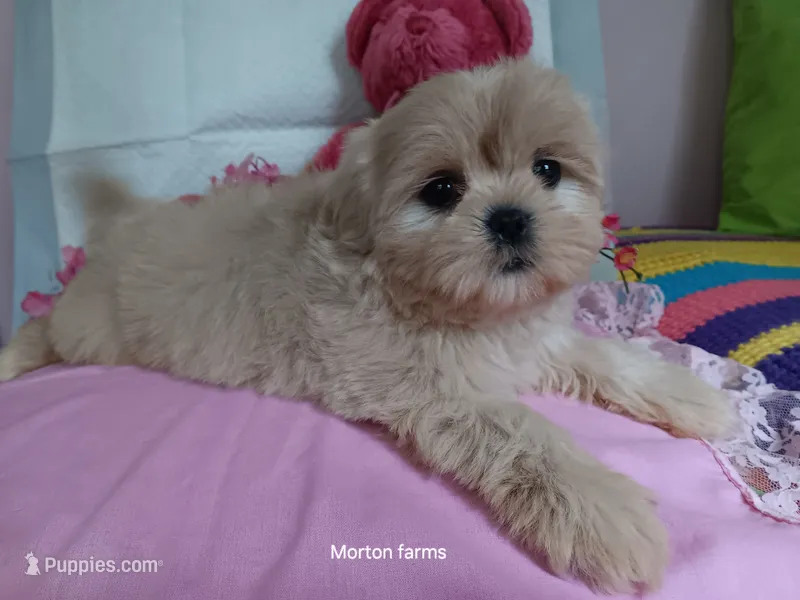 Sassy – Shih Tzu puppy for sale in Cochecton, NY