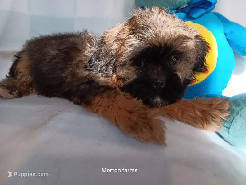 Leo – Shih Tzu puppy for sale in Cochecton, NY