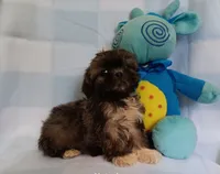 Donnie, a male Shih Tzu for sale in Cochecton, NY – 3 of 3