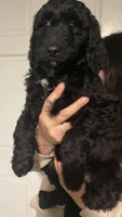 Lily, a female Poodle and Goldendoodle for sale in Chicago, IL – 4 of 5