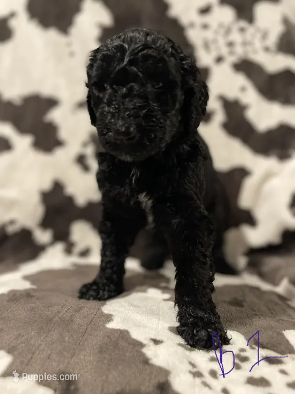Oreo – Goldendoodle puppy for sale in Chicago, IL
