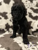 Oreo, a male Goldendoodle for sale in Chicago, IL – 1 of 3