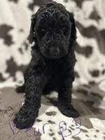 Bear, a male Goldendoodle for sale in Chicago, IL – 1 of 3