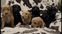 Sprinkles, a female Goldendoodle for sale in Chicago, IL – 2 of 2