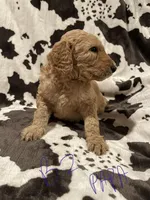 Papa, a male Goldendoodle for sale in Chicago, IL – 2 of 3