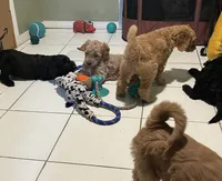 Peaches, a female Goldendoodle for sale in Chicago, IL – 3 of 3