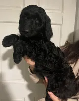 Lily, a female Poodle and Goldendoodle for sale in Chicago, IL – 2 of 5