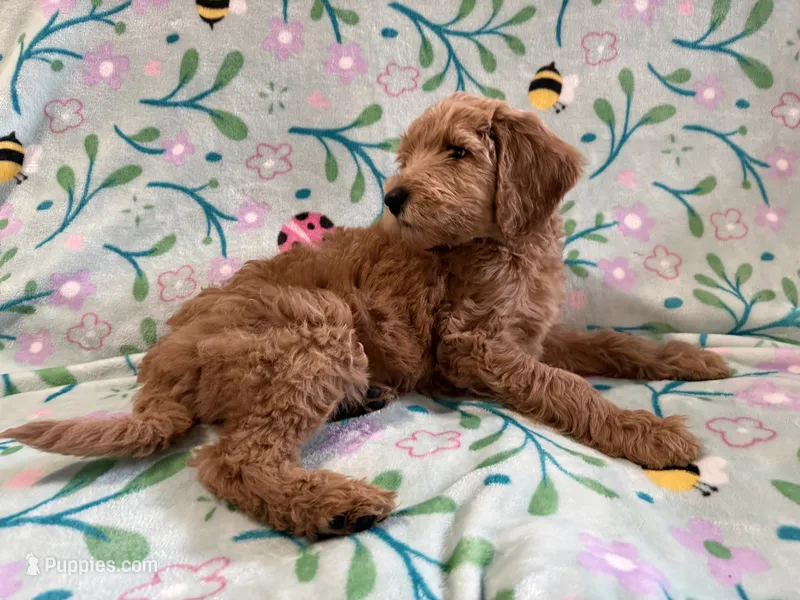 Rosie – Goldendoodle puppy for sale in Chicago, IL