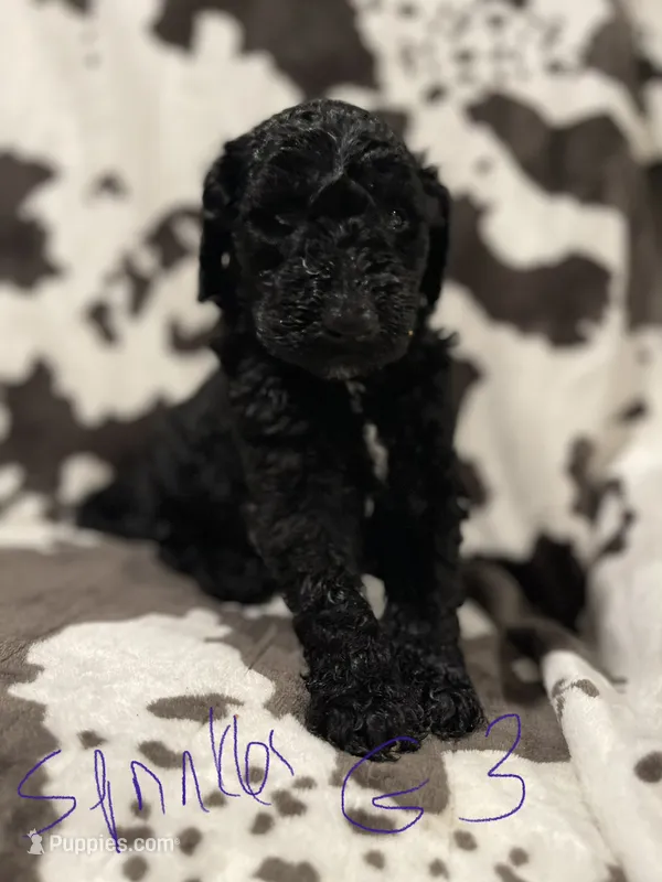 Sprinkles – Goldendoodle puppy for sale in Chicago, IL