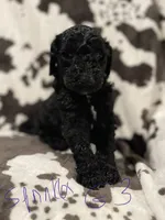 Sprinkles, a female Goldendoodle for sale in Chicago, IL – 1 of 2