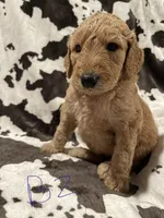 Papa, a male Goldendoodle for sale in Chicago, IL – 1 of 3