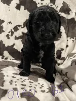 Oreo, a male Goldendoodle for sale in Chicago, IL – 2 of 3