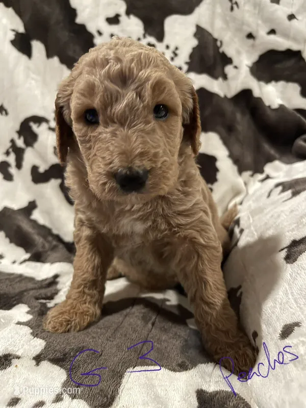 Peaches – Goldendoodle puppy for sale in Chicago, IL