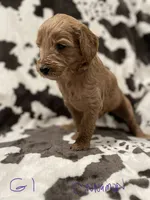 Cinnamon , a female Goldendoodle for sale in Chicago, IL – 2 of 3