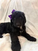 Lily, a female Goldendoodle for sale in Chicago, IL – 1 of 1