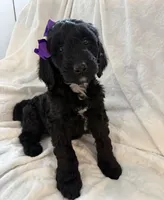 Lily, a female Poodle and Goldendoodle for sale in Chicago, IL – 5 of 5