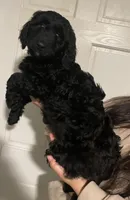 Lily, a female Poodle and Goldendoodle for sale in Chicago, IL – 3 of 5
