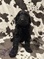 Bear, a male Goldendoodle for sale in Chicago, IL – 2 of 3