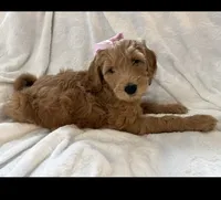 Rosie, a female Goldendoodle for sale in Chicago, IL – 1 of 1