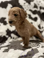 Cinnamon , a female Goldendoodle for sale in Chicago, IL – 1 of 3