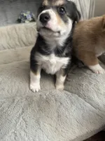 Scout, a male Border Collie and Pembroke Welsh Corgi for sale in Grandview, WA – 4 of 5