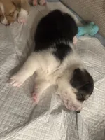Moo moo, a male Border Collie and Pembroke Welsh Corgi for sale in Grandview, WA – 2 of 8