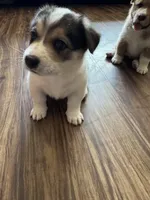 Moo moo, a male Border Collie and Pembroke Welsh Corgi for sale in Grandview, WA – 4 of 8