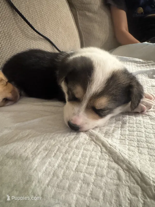 Moo moo – Border Collie, Pembroke Welsh Corgi puppy for sale in Grandview, WA