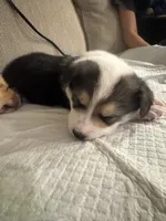 Moo moo, a male Border Collie and Pembroke Welsh Corgi for sale in Grandview, WA – 1 of 8
