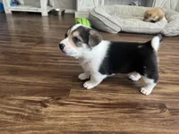 Moo moo, a male Border Collie and Pembroke Welsh Corgi for sale in Grandview, WA – 3 of 8