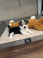 Moo moo, a male Border Collie and Pembroke Welsh Corgi for sale in Grandview, WA – 7 of 8