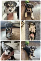 Scout, a male Border Collie and Pembroke Welsh Corgi for sale in Grandview, WA – 2 of 5
