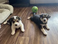 Moo moo, a male Border Collie and Pembroke Welsh Corgi for sale in Grandview, WA – 5 of 8
